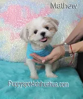 Mathew, a male Shih Tzu for sale in Kingman, AZ – 3 of 7