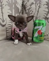 Teacup Mirabella, a female Chihuahua for sale in Kingman, AZ – 4 of 9