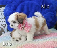 Mia, a female Shih Tzu for sale in Kingman, AZ – 5 of 9