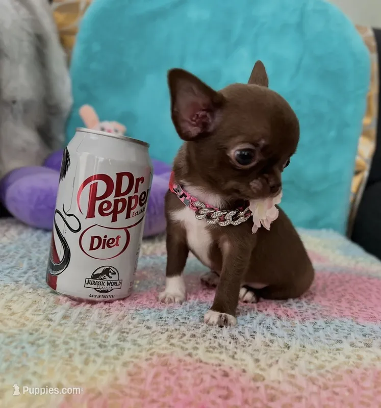Mirabella – Chihuahua puppy for sale in Kingman, AZ