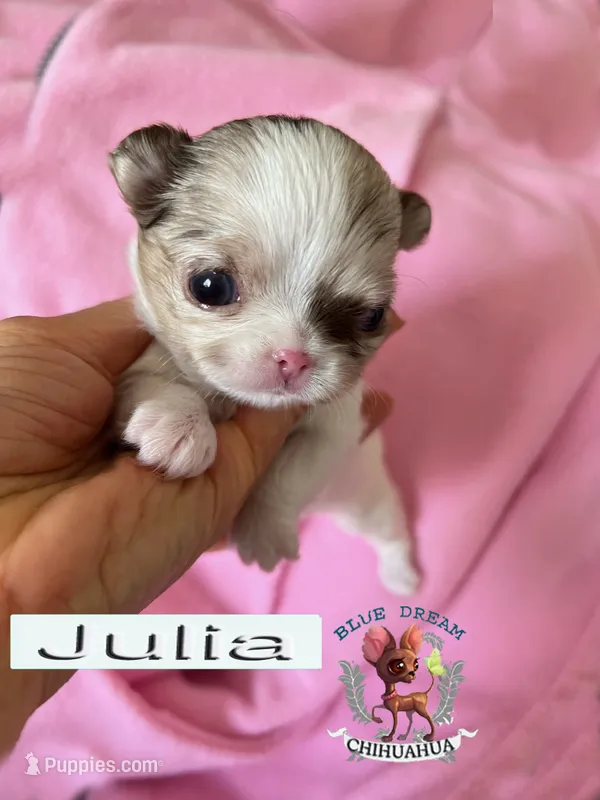 Julia – Chihuahua puppy for sale in Kingman, AZ