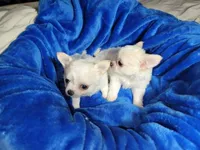 Sasha, a female Chihuahua for sale in Kingman, AZ – 4 of 6