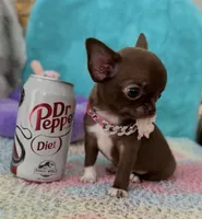 Teacup Mirabella, a female Chihuahua for sale in Kingman, AZ – 2 of 9