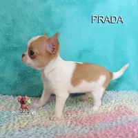 Prada, a female Chihuahua for sale in Kingman, AZ – 8 of 9