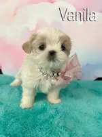 Vanila, a female Shih Tzu for sale in Kingman, AZ – 3 of 9