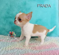 Prada, a female Chihuahua for sale in Kingman, AZ – 9 of 9