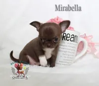 Teacup Mirabella, a female Chihuahua for sale in Kingman, AZ – 9 of 9