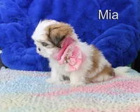 Mia, a female Shih Tzu for sale in Kingman, AZ – 2 of 9