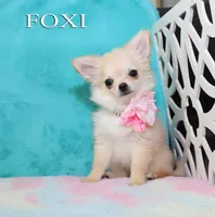 FOXI, a female Chihuahua for sale in Kingman, AZ – 4 of 10