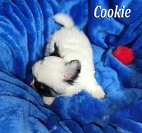 tiny Cookie, a female Chihuahua for sale in Kingman, AZ – 2 of 4
