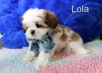 lola, a female Shih Tzu for sale in Kingman, AZ – 5 of 8