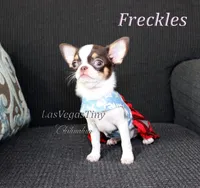Freckles , a female Chihuahua for sale in Las Vegas, NV – Photo 2 of 8