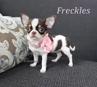 Freckles , a female Chihuahua for sale in Las Vegas, NV – Photo 3 of 8