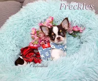 Freckles , a female Chihuahua for sale in Las Vegas, NV – Photo 4 of 8