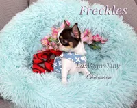 Freckles , a female Chihuahua for sale in Las Vegas, NV – Photo 5 of 8