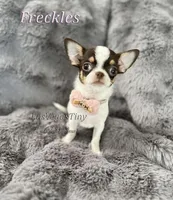 Freckles , a female Chihuahua for sale in Las Vegas, NV – Photo 8 of 8