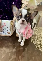 Freckles , a female Chihuahua for sale in Las Vegas, NV – Photo 6 of 8