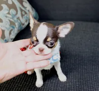 Freckles , a female Chihuahua for sale in Las Vegas, NV – Photo 7 of 8