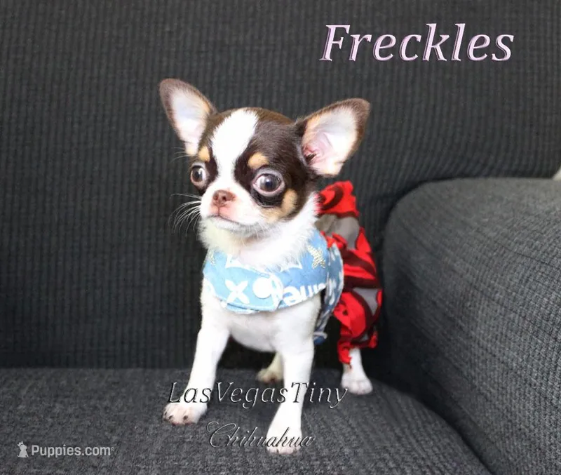 Freckles  – Chihuahua puppy for sale in Las Vegas, NV