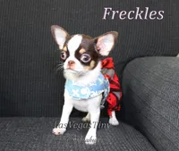 Freckles , a female Chihuahua for sale in Las Vegas, NV – Photo 1 of 8