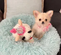 Foxy, a female Chihuahua for sale in Kingman, AZ – 4 of 4