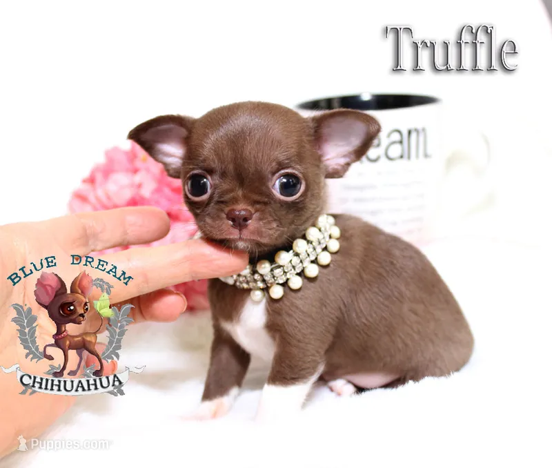Truffle – Chihuahua puppy for sale in Kingman, AZ