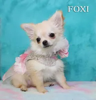 FOXI, a female Chihuahua for sale in Kingman, AZ – 3 of 10