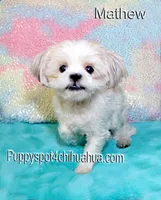 Mathew, a male Shih Tzu for sale in Kingman, AZ – 7 of 7