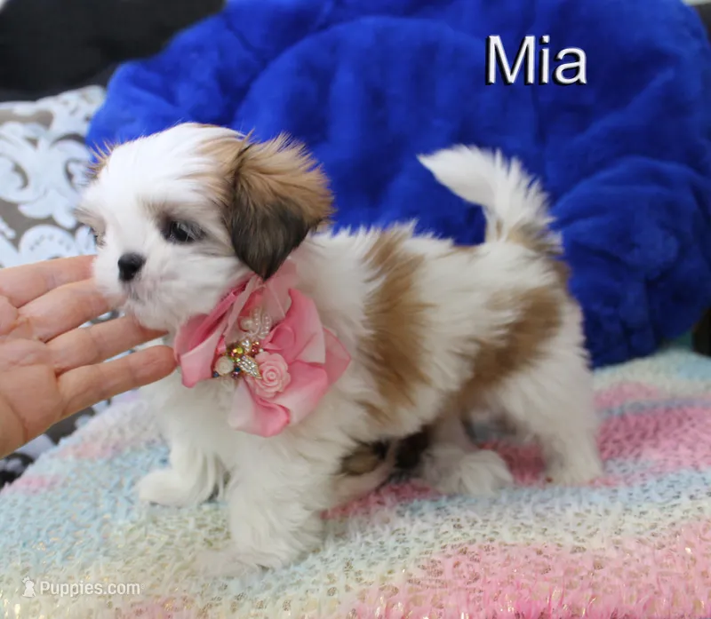 Mia – Shih Tzu puppy for sale in Kingman, AZ