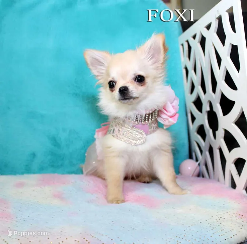 FOXI, a female Chihuahua for sale in Kingman, AZ – 1 of 10