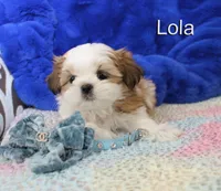 lola, a female Shih Tzu for sale in Kingman, AZ – 7 of 8