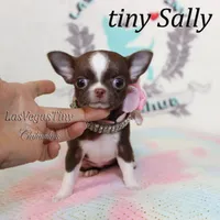 Tiny Sally, a female Chihuahua for sale in Las Vegas, NV – Photo 3 of 4