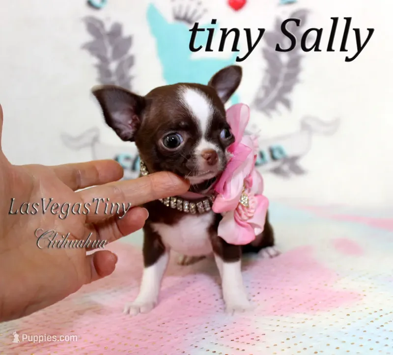 Tiny Sally