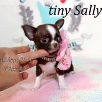 Tiny Sally, a female Chihuahua for sale in Las Vegas, NV – Photo 1 of 4