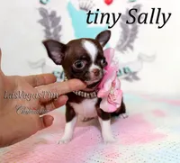 Tiny Sally, a female Chihuahua for sale in Las Vegas, NV – Photo 1 of 4