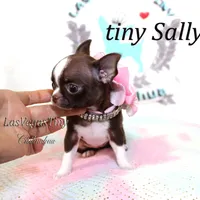 Tiny Sally, a female Chihuahua for sale in Las Vegas, NV – Photo 2 of 4