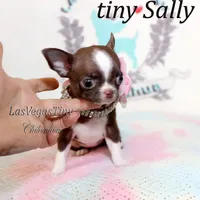 Tiny Sally, a female Chihuahua for sale in Las Vegas, NV – Photo 4 of 4