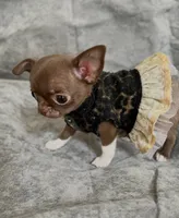 Teacup Truffle, a female Chihuahua for sale in Kingman, AZ – 5 of 10