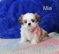 Mia, a female Shih Tzu for sale in Kingman, AZ – 8 of 9
