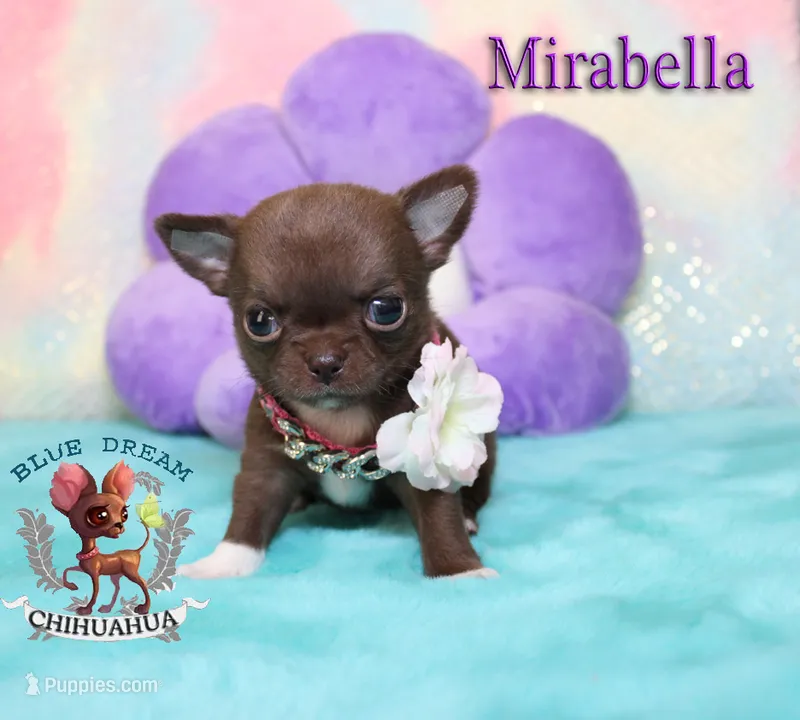 Mirabella – Chihuahua puppy for sale in Kingman, AZ