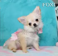 FOXI, a female Chihuahua for sale in Kingman, AZ – 10 of 10