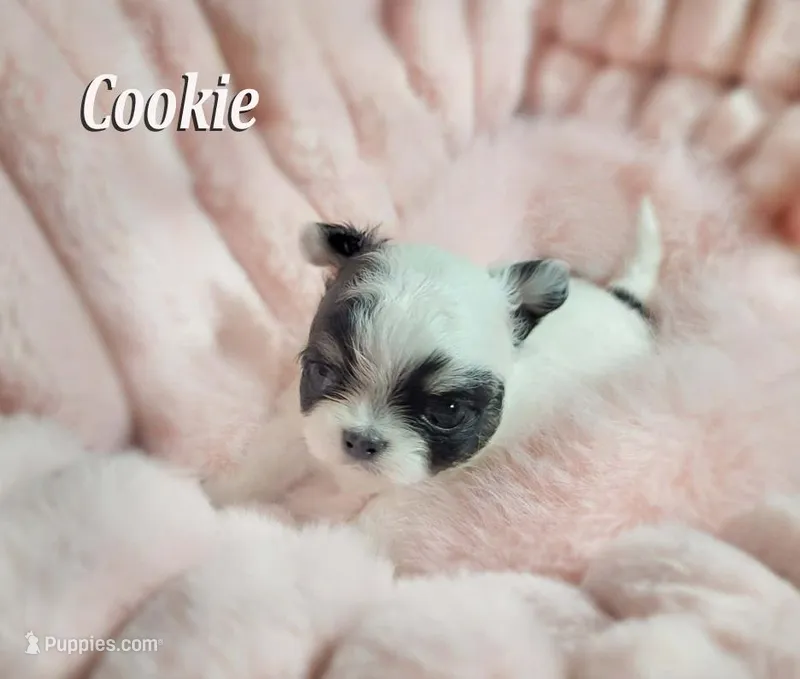 tiny Cookie – Chihuahua puppy for sale in Las Vegas, NV