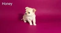 Honey, a female Chihuahua for sale in Kingman, AZ – 2 of 4