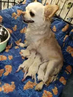 Sasha, a female Chihuahua for sale in Kingman, AZ – 6 of 6