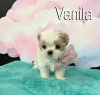 Vanila, a female Shih Tzu for sale in Kingman, AZ – 2 of 9