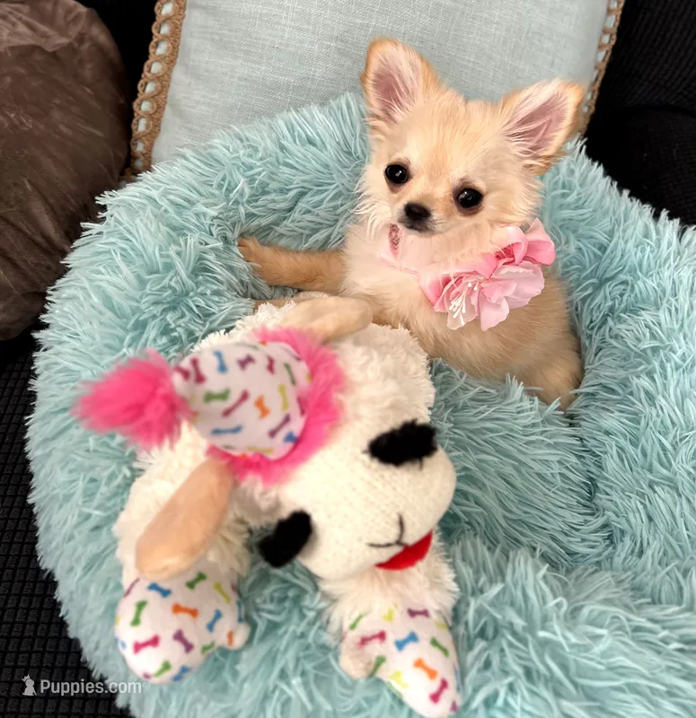 Foxy – Chihuahua puppy for sale in Kingman, AZ