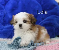 lola, a female Shih Tzu for sale in Kingman, AZ – 2 of 8