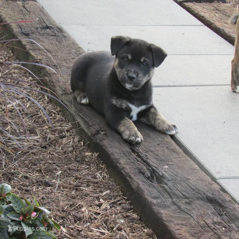 Buster – Shiba Inu puppy for sale in Kenton, OH