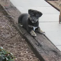Buster, a male Shiba Inu for sale in Kenton, OH – 5 of 5