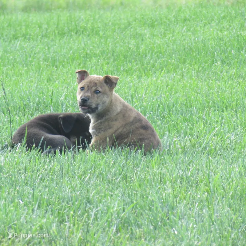 Bella – Shiba Inu puppy for sale in Kenton, OH